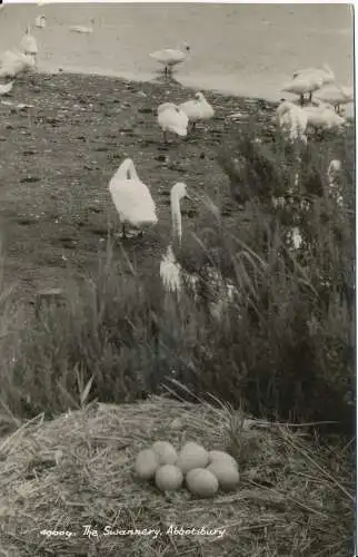 PC00214 The Swannery. Abbotsbury. RP