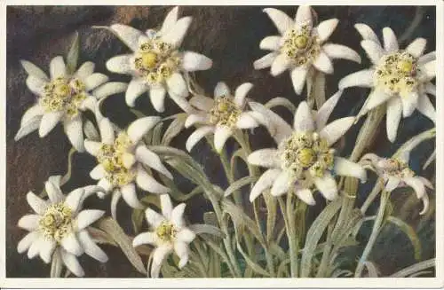 PC07030 Leontopodium Alpinum. Edelweiss. Gyger. Nr. 1795. 1959