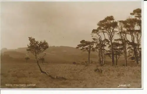 PC07947 Woodbury Common. Judges Ltd. Nr. 19869. RP. 1961