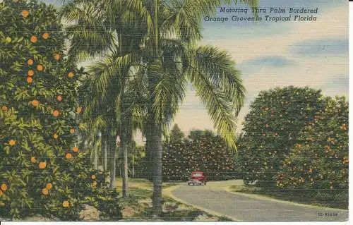 PC09344 Motoring durch palmengesäumte Orangenhaine im tropischen Florida. Kunstfarbe