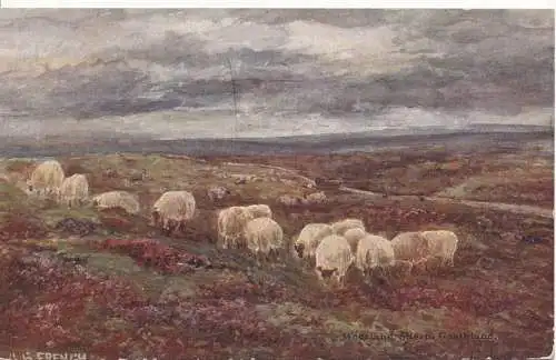 PC11659 Moorland Sheep Goathland. J.T.R.Nr. 4284