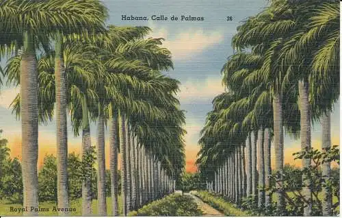 PC10777 Kuba. Royal Palms Avenue. Nr. 26