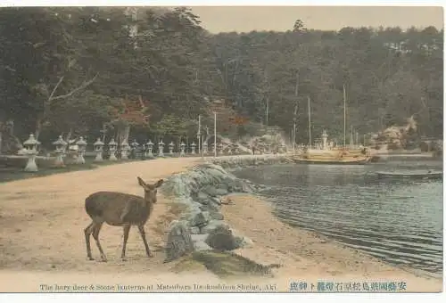 PC09639 Die Horyhirsche und Steinlaternen im Matsubara Itsukushima-Schrein. Aki. J