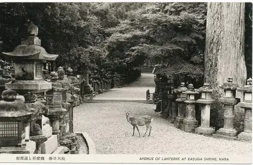 PC09940 Avenue of Laternens im Kasuga-Schrein. Nara. S. Matsuyama