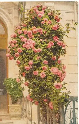 PC09799 alte Postkarte. Rosen. Künstlerische Flora. Nr. 8