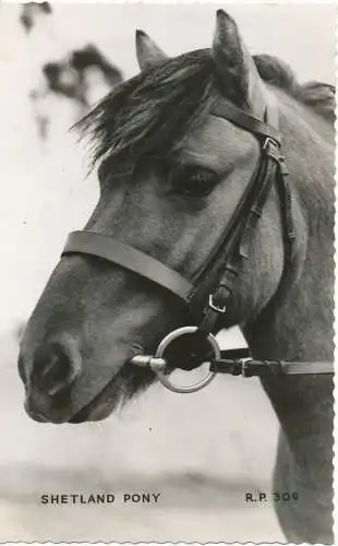 PC13156 Shetlandpony. Valentinstag. Nr. R.P. 309. RP