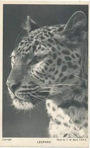 PC13131 Leopard. Aus den Gärten der Zoological Society of London. F.W. Gut