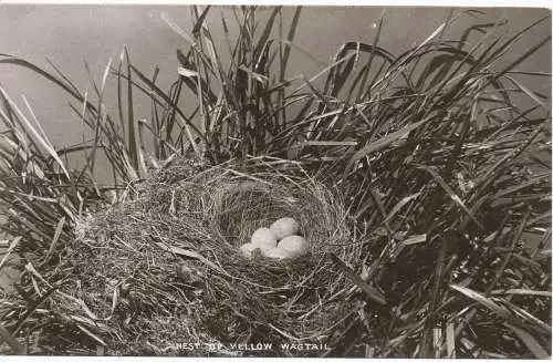 PC13261 Nest of Yellow Wagtail. Landseite