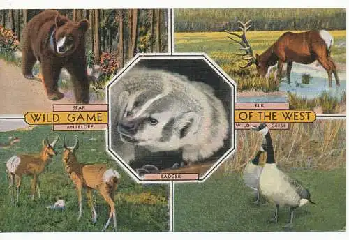 PC13287 Wildspiel des Westens. Multi-View. Kropp