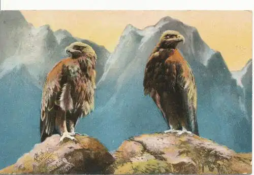 PC13168 Eagles. Illustrierte Postkarte. 1908