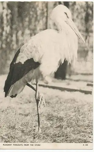 PC13288 Angenehme Gedanken vom Storch. Jarrold. Nr. A 144