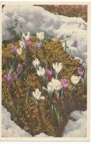 PC13333 Federkrokus. Nr. 789