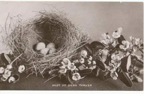 PC13259 Nest of Song Thrush. Landseite