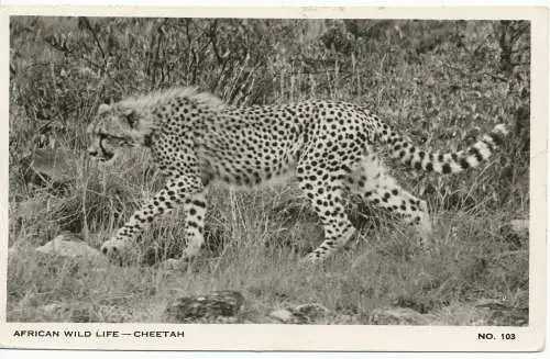 PC13250 Afrikanische Wildtiere. Gepard. Kathleen Firmin. Nr. 103. 1960