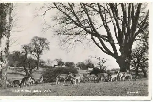 PC15942 Hirsche im Richmond Park. Mourilyan Kingston 5275. RP. 1963