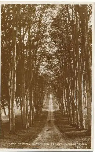 PC16403 Grand Avenue. Savernake Forest. Marlborough. Valentinstag. Nr. 48111. RP. 19