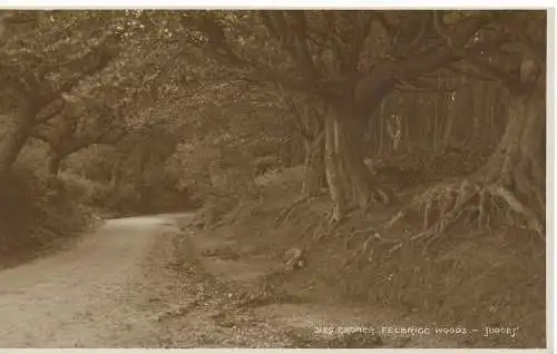 PC16090 Cromer. Felbrigg Woods. Judges Ltd. RP