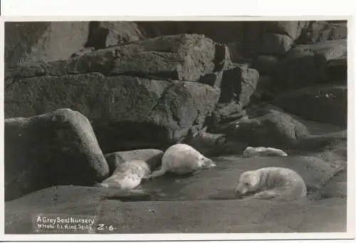 PC16619 Ein Kinderzimmer mit grauer Dichtung. Neptun. RP