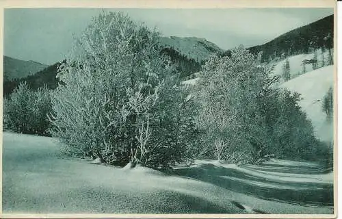 PC21052 alte Postkarte. Bäume und Berge mit Schnee. 1906