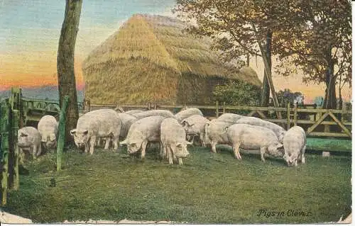 PC21161 Schweine in Klee. Tuck. Photochrom. Nr. 6064. 1916