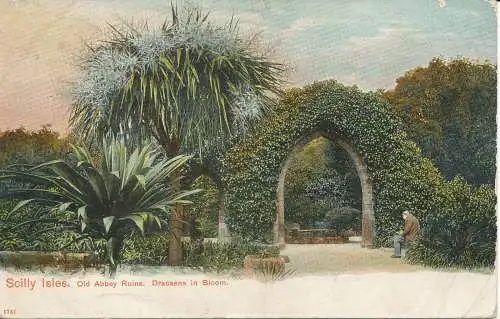 PC21078 Scilly Isles. Alte Ruinen der Abtei. Dracaena on Bloom. Pfau. Autochrom. 19