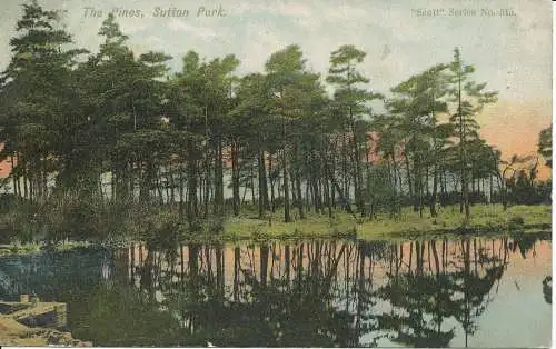 PC19880 The Pines. Sutton Park. Scott Russell. Nr. 515. 1905