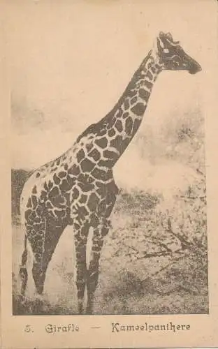 PC20675 Giraffe