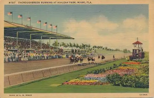 PC19073 Vollblüter laufen im Hialeah Park. Miami. Fla. Thomas. R. West