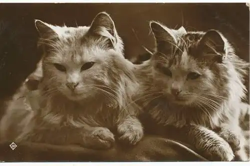 PC18212 alte Postkarte. Katzen. 1915