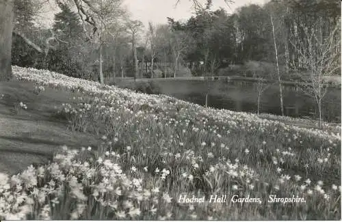 PC19641 Hodnet Hall Gardens. Shropshire. RP