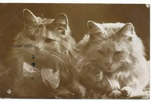 PC18217 alte Postkarte. Katzen. 1915