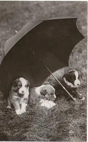 PC18223 Alte Postkarte. Welpen. 1915