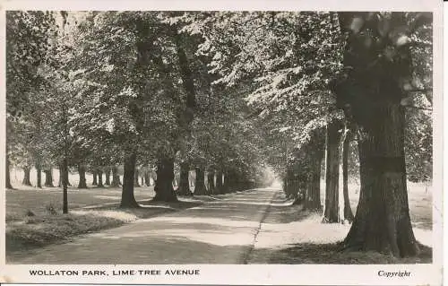 PC22027 Wollaton Park. Lime Tree Avenue. RP