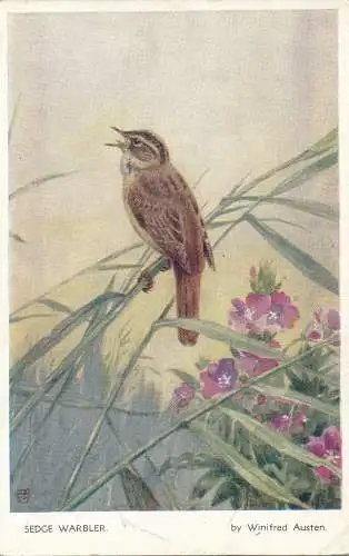 PC22480 Sedge Warbler. Winifred Austen. Valentinstag. Vogelserie