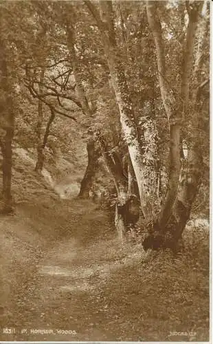 PC23177 In Horner Woods. Judges Ltd. Nr. 16311