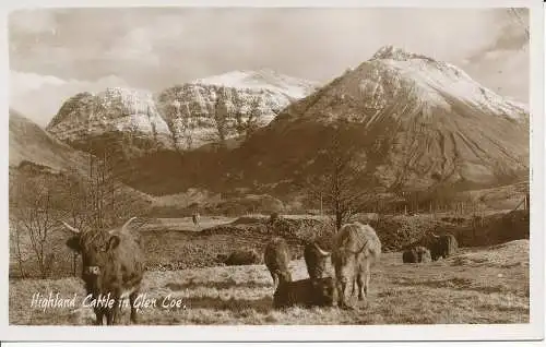 PC22825 Hochlandrinder in Glen Coe. RP