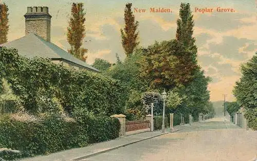 PC48224 New Malden. Pappelhain. Sammler. 1906