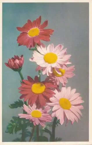 PC48851 Pyrethrum. Valentinstag. Blumenserie. Nr. 32. RP