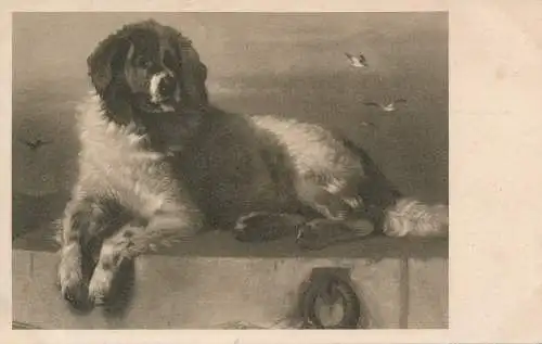 PC65418 alte Postkarte. Ein Hund. Max Ettlinger