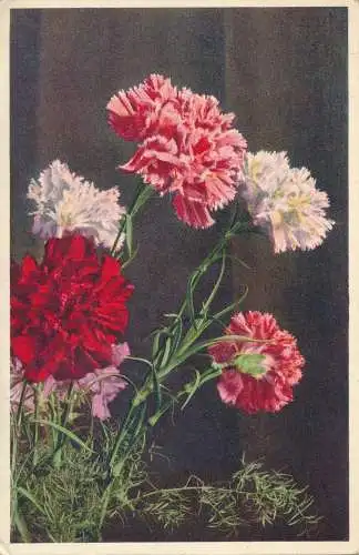 PC65542 Gartenrosa. Gyger und Klopfenstein. Nr. 3171. 1956