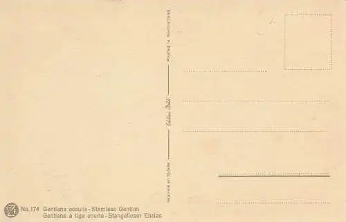 PC65823 stammloser Enzian. Stehli. Nr. 174