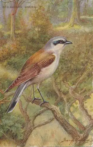 PC65370 Shrike mit rotem Rücken. Lachs. Nr. 4089. 1950