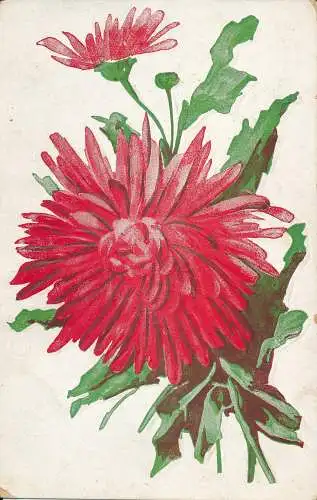 PC66438 alte Postkarte. Rote Blume