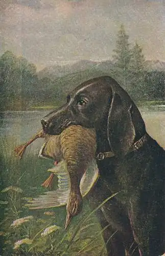 PC67244 alte Postkarte. Ein Hund jagte die Ente