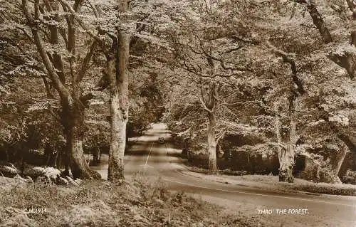 PC68224 Thro The Forest. Donner und Clayden. Sunray. RP