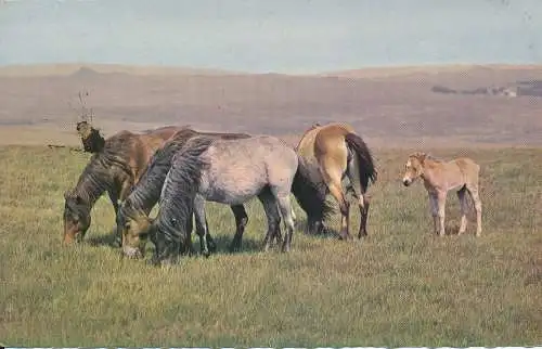 PC71157 New Forest Ponys. Nr. PT2718. 1964