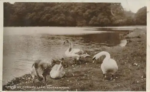 PC71367 Schwäne am Common Lake. Southampton. Excel. RP. 1937