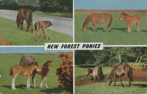 PC71313 New Forest Ponys. Multi-View. Lachs. Nr. 1166c