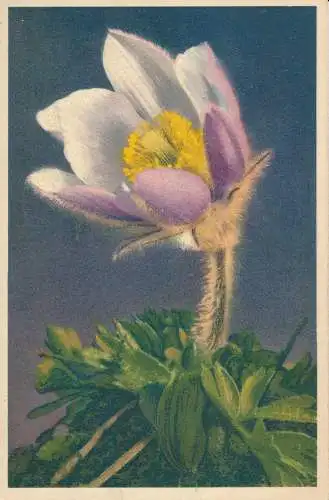 PC68672 Federanemone. Stehli. Nr. 246