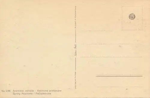 PC68672 Federanemone. Stehli. Nr. 246